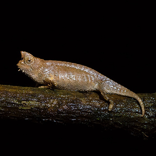 Andasibe - Brown leaf chameleon